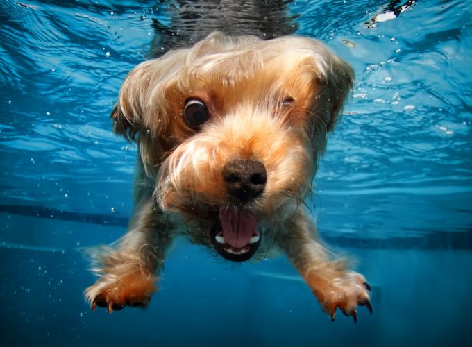 Wallpaper terrier, dog, underwater, cute animals, funny, Animals 1134816748